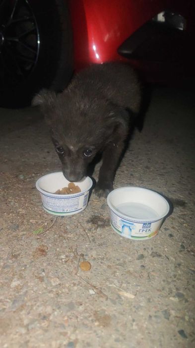 Срочно щенок девочка!!!