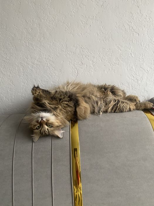 Отдам кошку в добрые руки