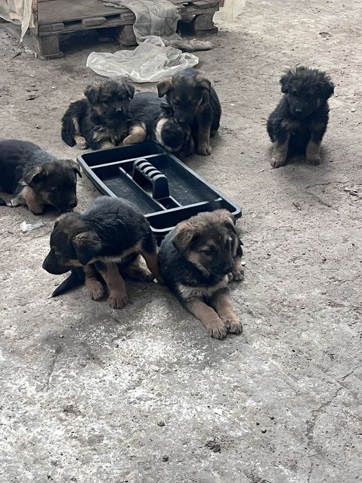 Отдам даром в хорошие руки