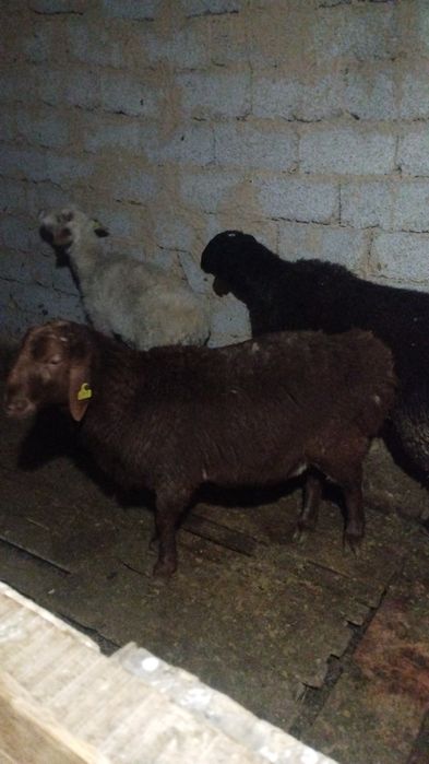 Кошкар кошкар кошкар