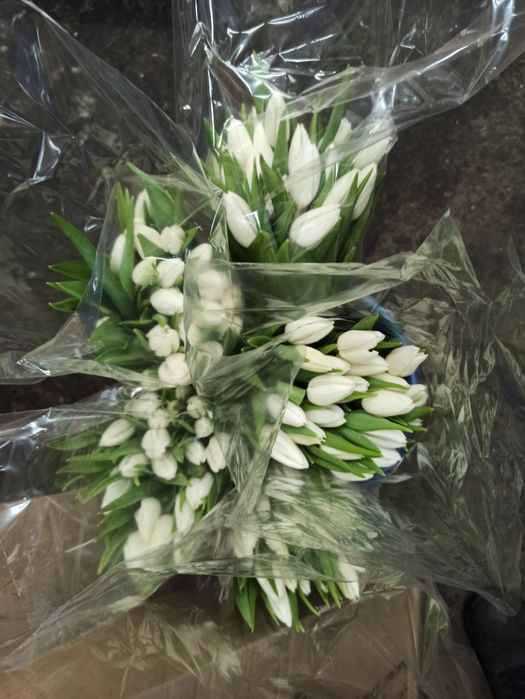 Тюльпаны оптом от 420 тенге