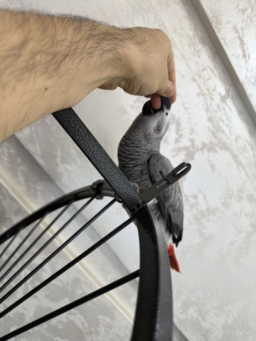 Продажа ручных попугаев Qo‘lga o‘rgatilgan to‘tiqushlar sotiladi