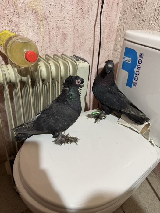 Двухчубые годуби