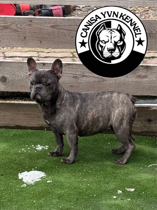 Femela buldog francez blue brindle