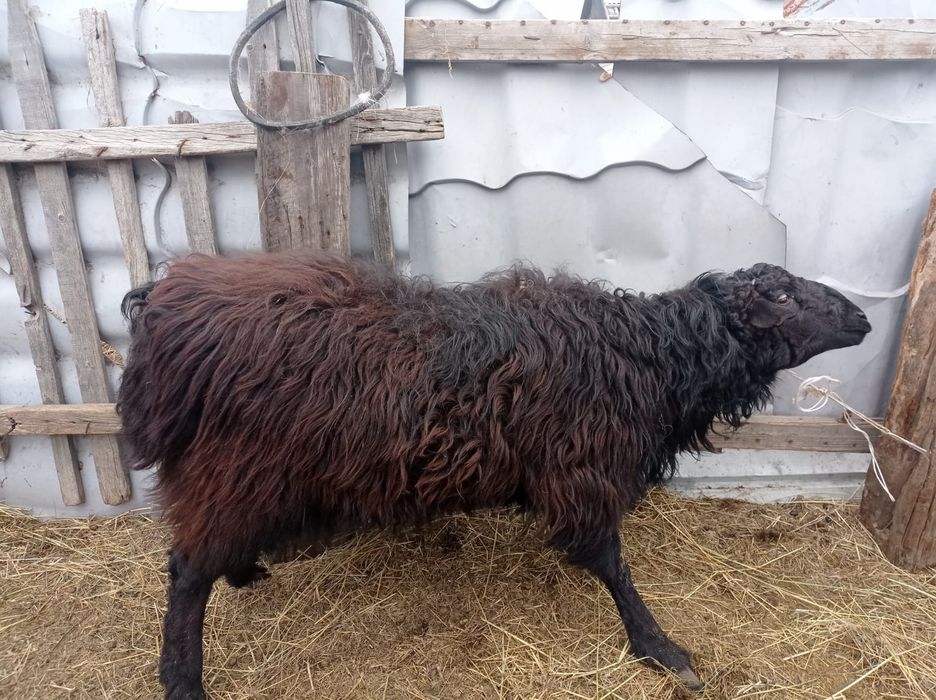 1 кой 1 кошкар сатам