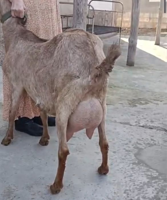 Англонубиская ешкі сауынды