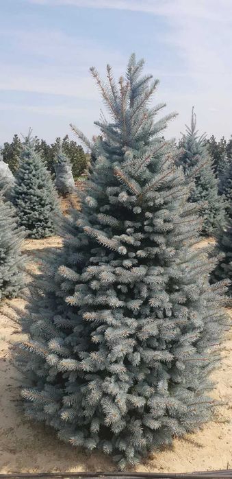 brazi argintii si normandian diferite dimensiuni pentru craciun