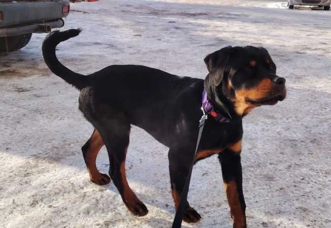 Ротвейлер щенок 5 месяцев