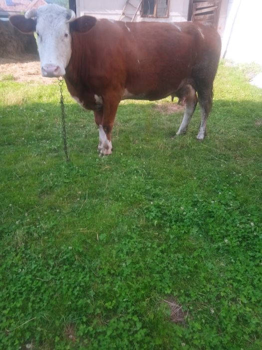 Vând vaca de 5 ani cu vițel de 2 săptămâni