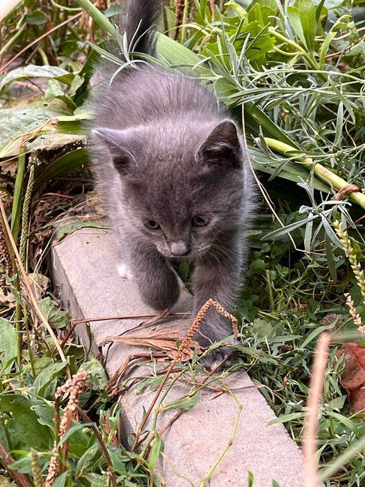 Отдам котенка в хорошие руки