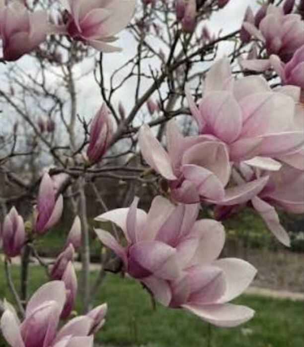 Магнолия карликовая до 2,5 м растет, 3 сорта