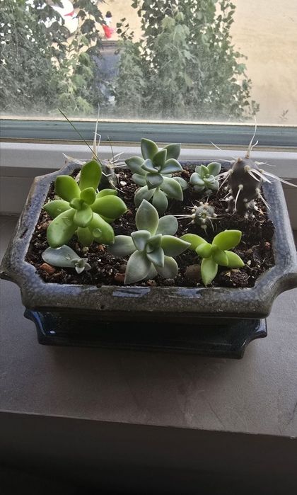 Продам садик из суккулентов