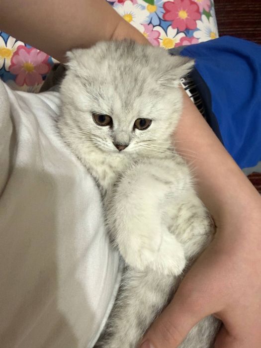 Seriy brisriy shinshila sotiladi