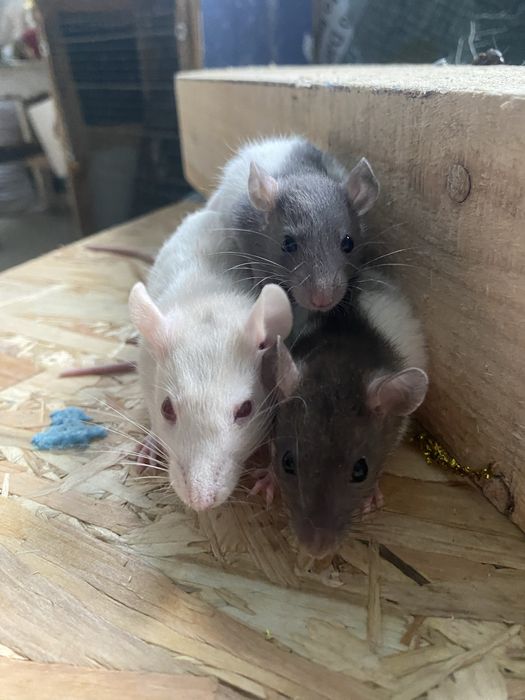 Vand sobolani dumbo de companie