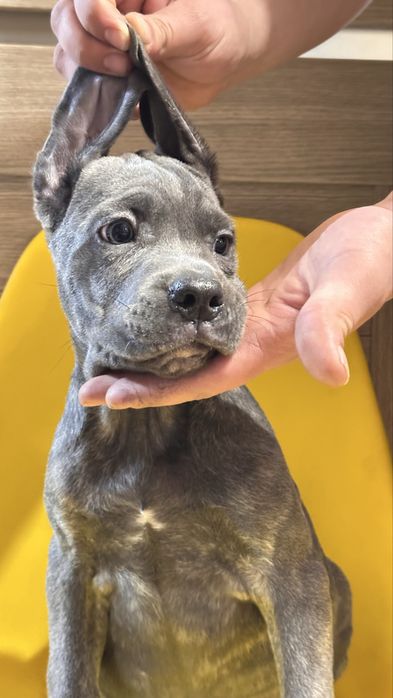 Щенок кане корсо