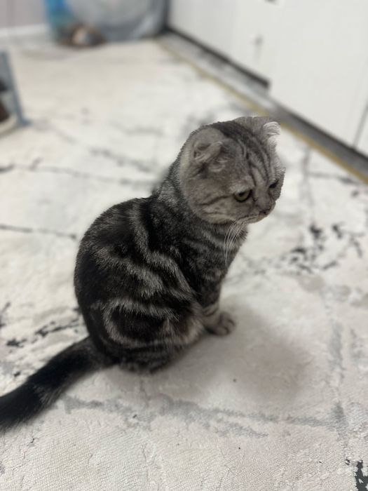 Шотланский кошка