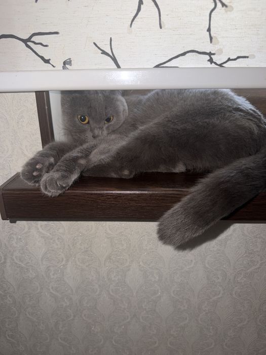 Отдам кошку в хорошие руки