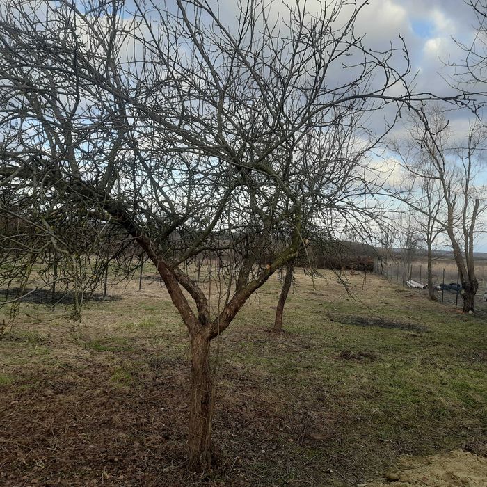 Teren intravilan in jud.Timis.