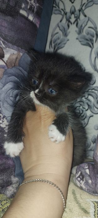 Продам Шотландских котят