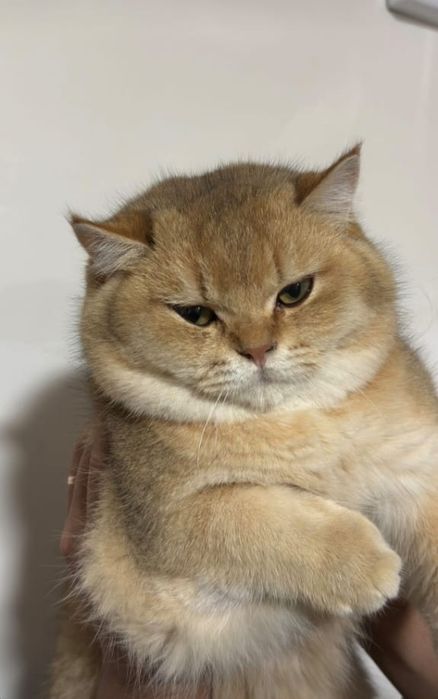 NY 11 британский золотистый  шиншилла