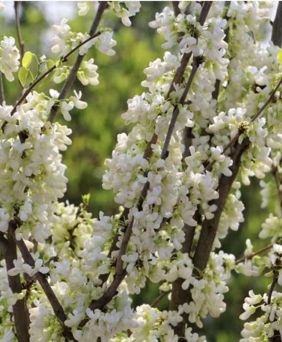 Cercis chinensis Shirobana