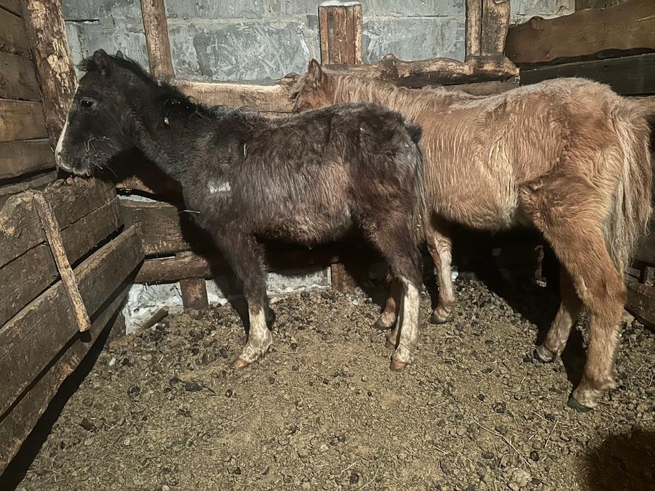 Продам двух  жеребят