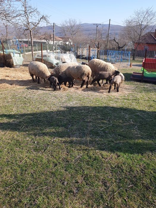 Vând oi suffolk cu miei