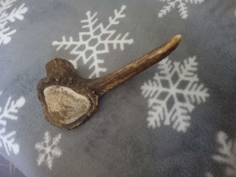 Част от еленско рогче