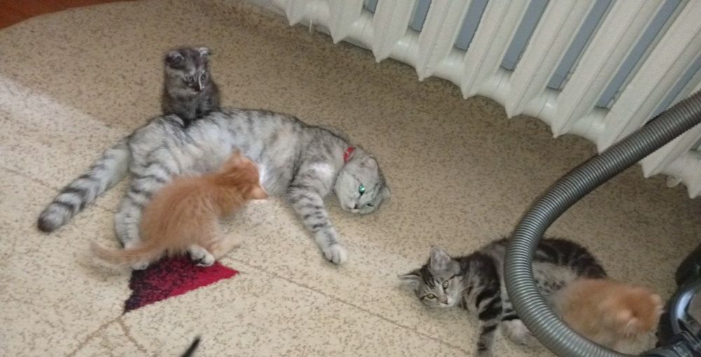 Продаются котята породы скотишь страйт и скотишь фолд