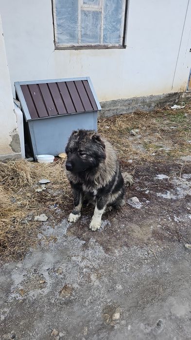 Продам  кавказкая  авчарка