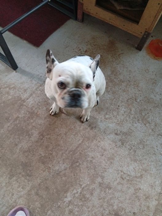 Куче Френски булдок