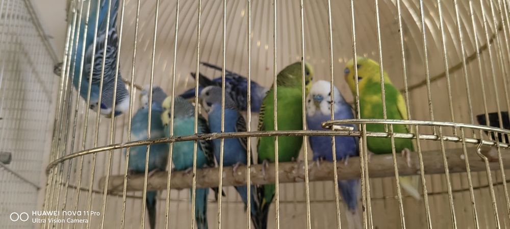 Вълнисти папагалчета