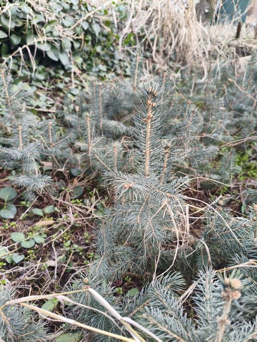 Ko'k archa ko'chatlari