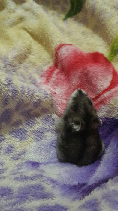 Hamsteri in adoptie