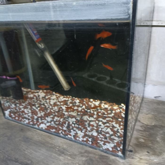 Аквариум с меченосцами