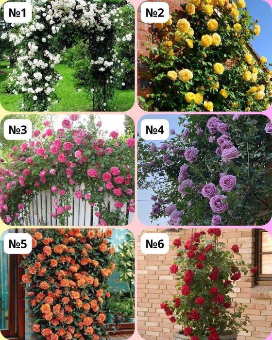 Влачещи (катерливи) и Храстовидни рози