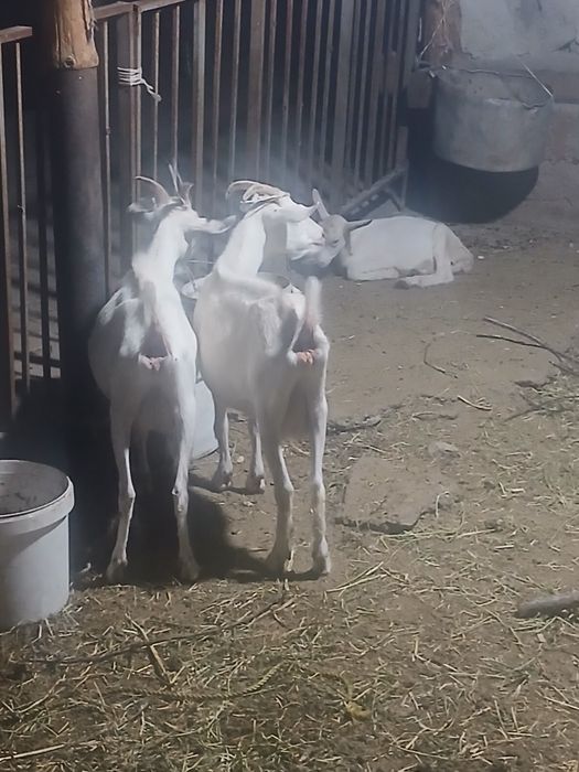Zanin zotli echki sotiladi