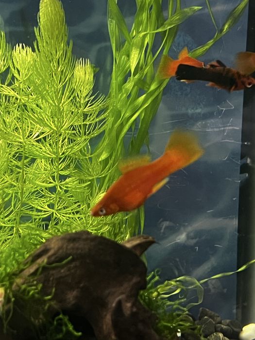 Меченосцы оранжевые