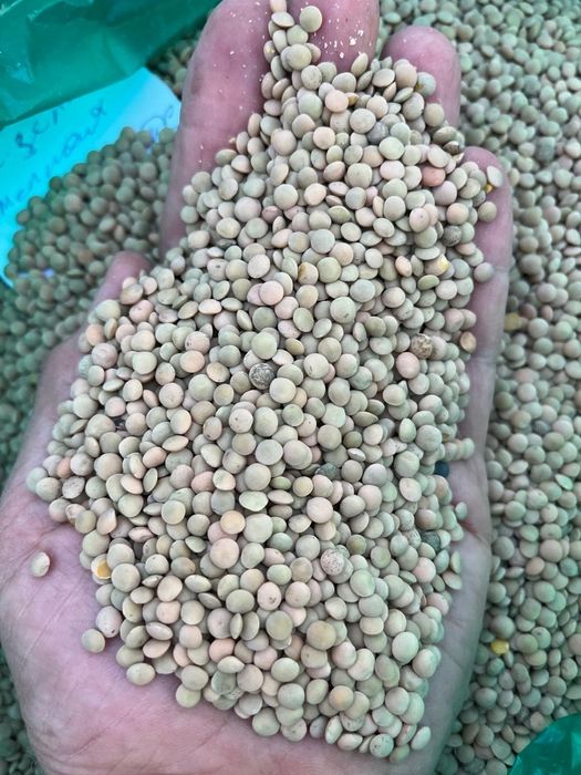 Ячмень.Платный чат! Все корма.