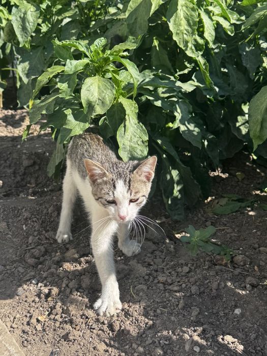 Бесплатно котенка