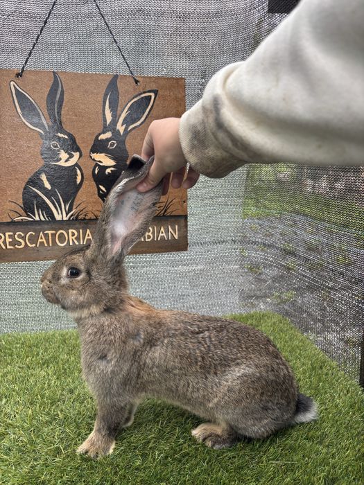 Mascul tanar Urias German Gri