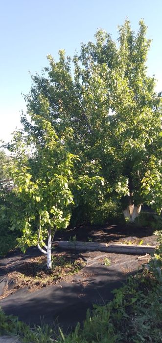 Продам дачу на Уралочке