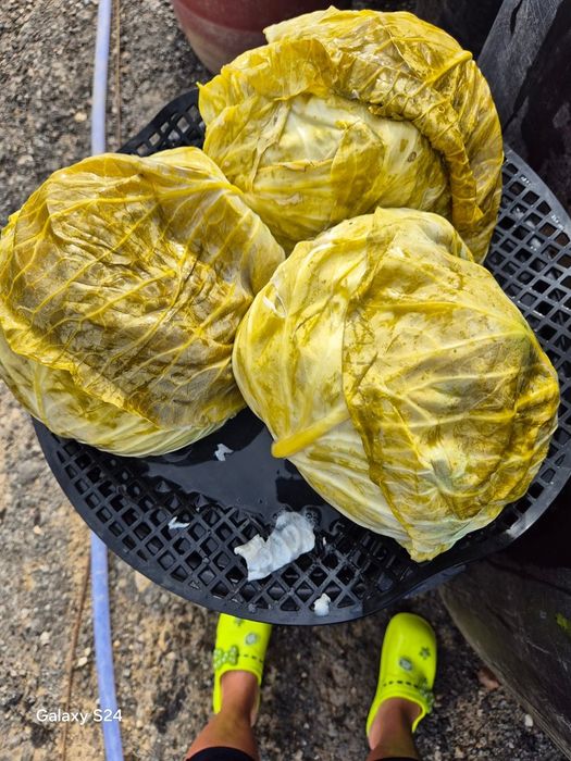 Varza murată calitate bună