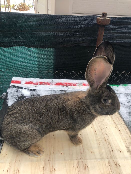 Urias german pereche