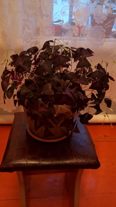 Продам цветы в горшочках