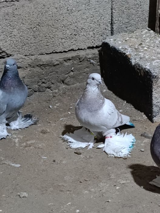 Голубей гребля тяга