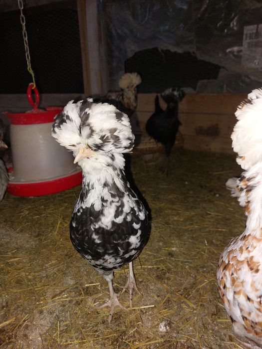 Gaini de rasa tineret și adulte