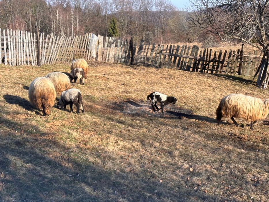 Vând oi + miei!!