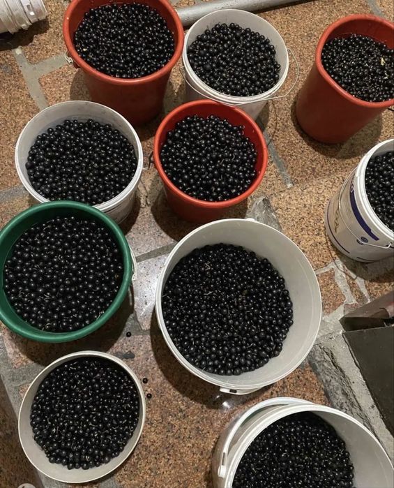 Продам смородину свежую