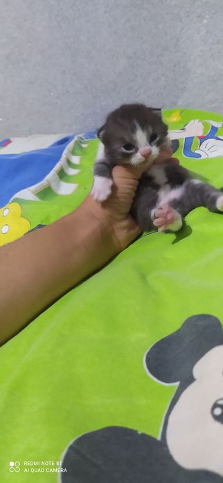 fold mushukchalarimiz sotiladi rasmdagi onasi dastafka bor